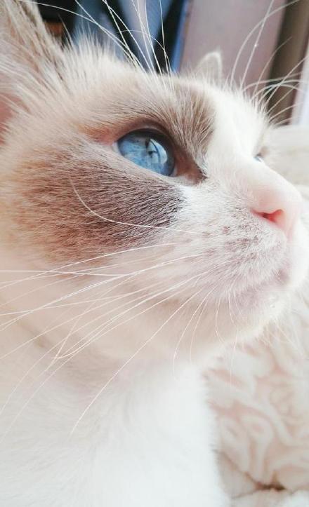 位于云阳三峡库区攀石城遗址公园开放截图1