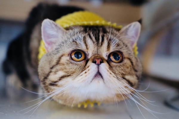 120万亩红柳林如何使沙漠重焕生机：哈拉君乡的生态复兴实践截图2