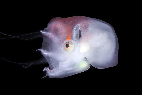 从斗罗开始垂钓成神