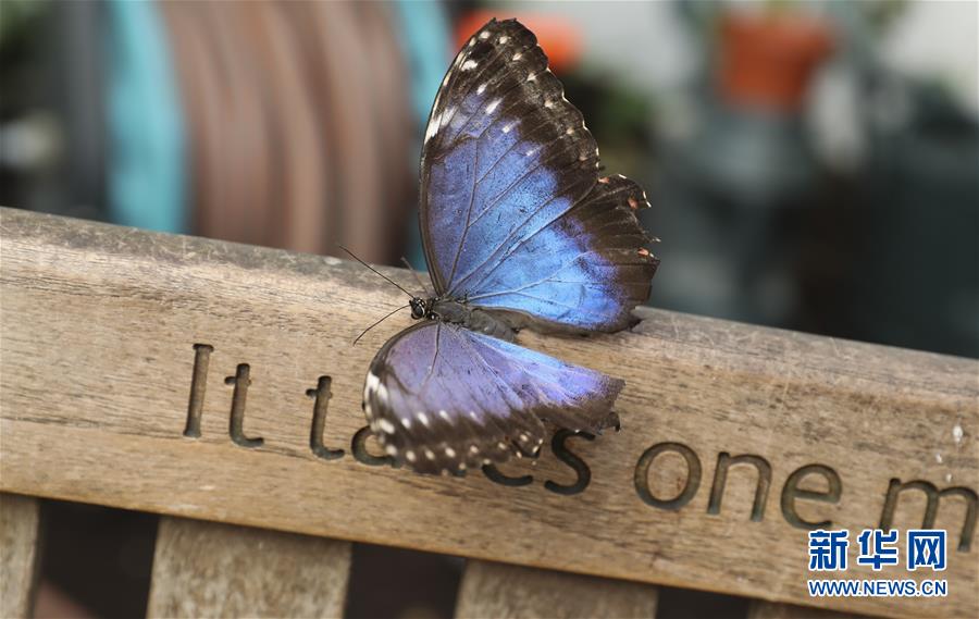 超强台风“海卡莎”逼近；香港特区政府已进入高度戒备状态。截图3