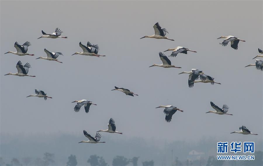 乡村兴  庄台新（记者手记）截图1