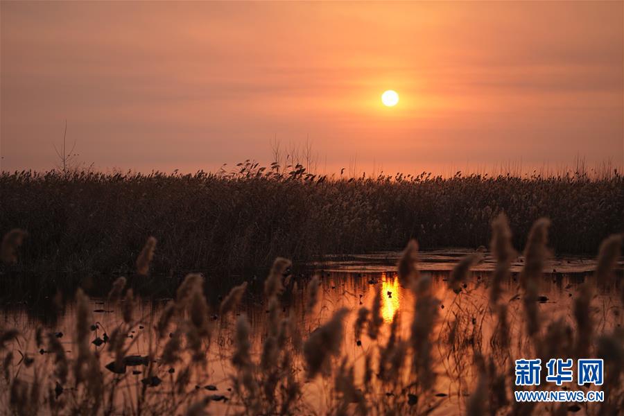 它们共同谱写了一曲“红绿交响曲”。截图1